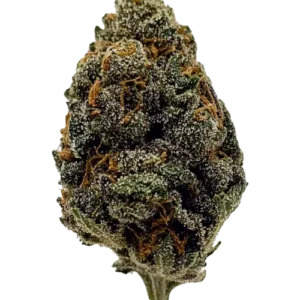 Lantz Flower Stock Image