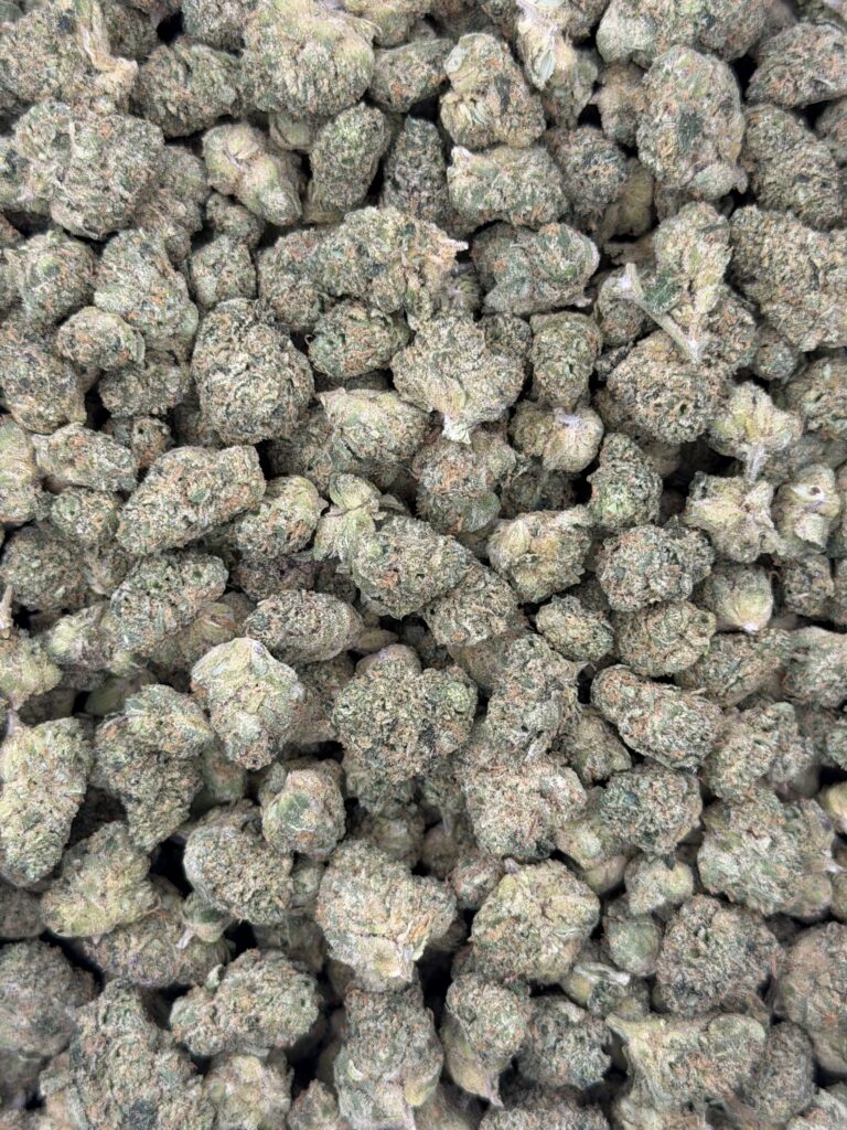 Gelato Float multiple flower buds