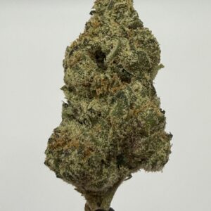 Dirty Girl single flower bud