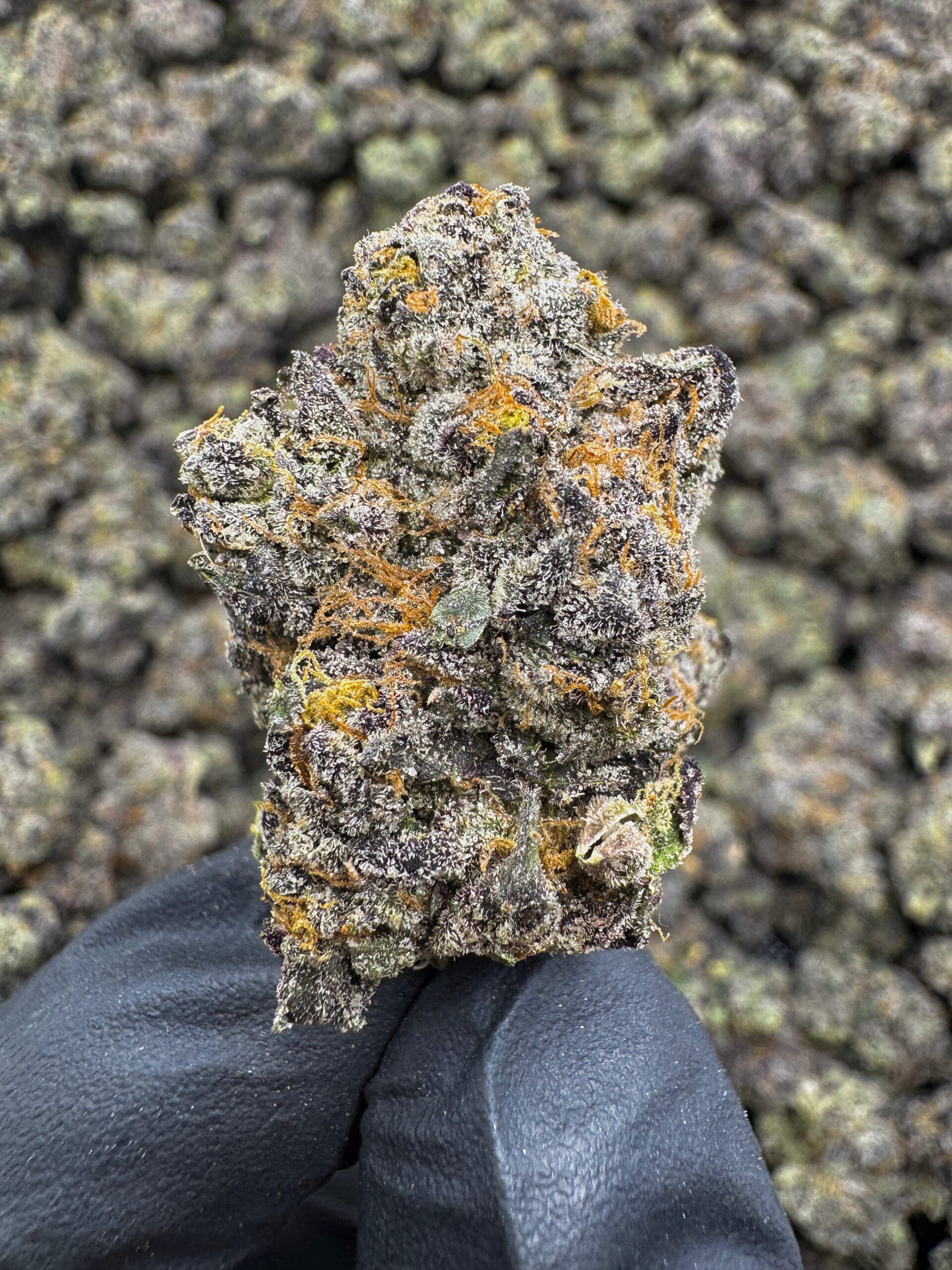Jelly Roll