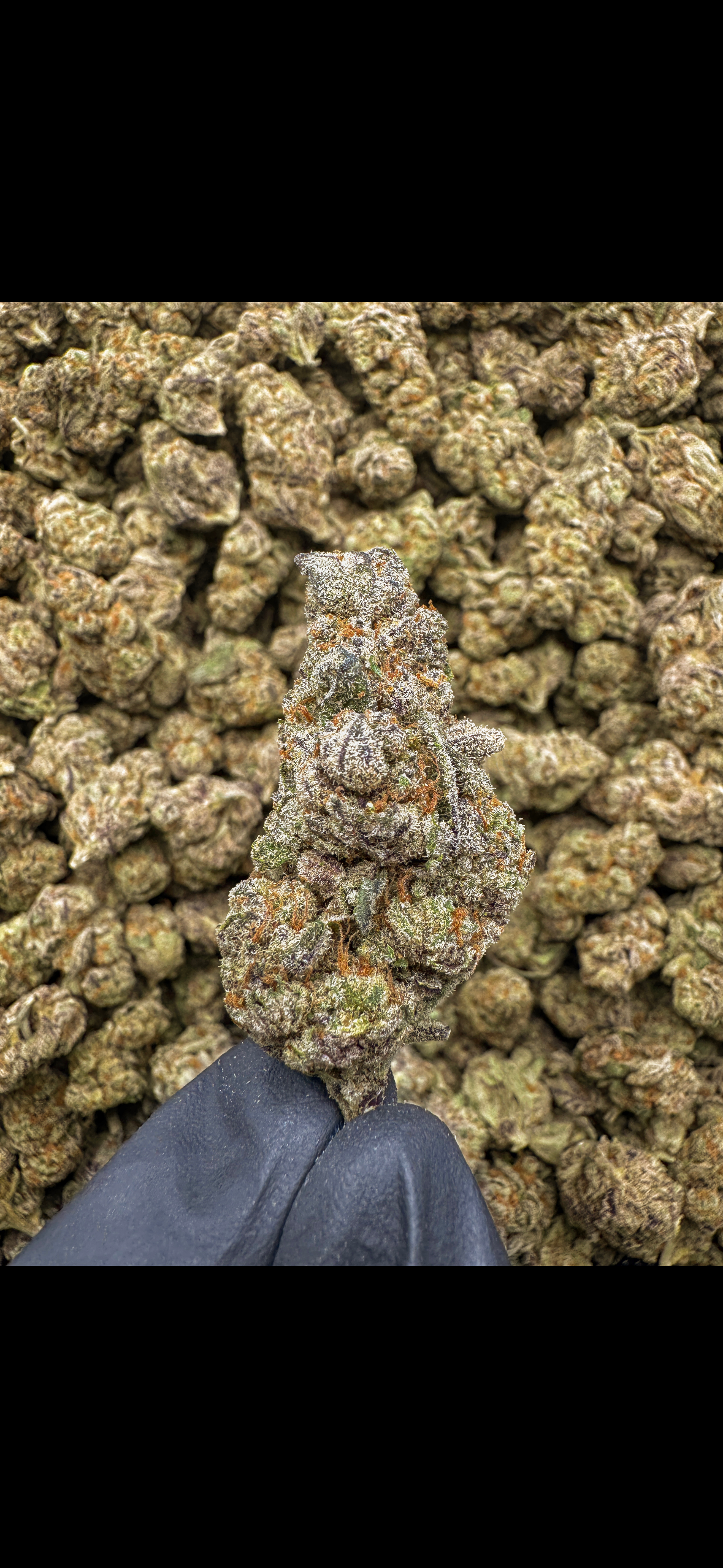 Purple Haze (S) 32.6%