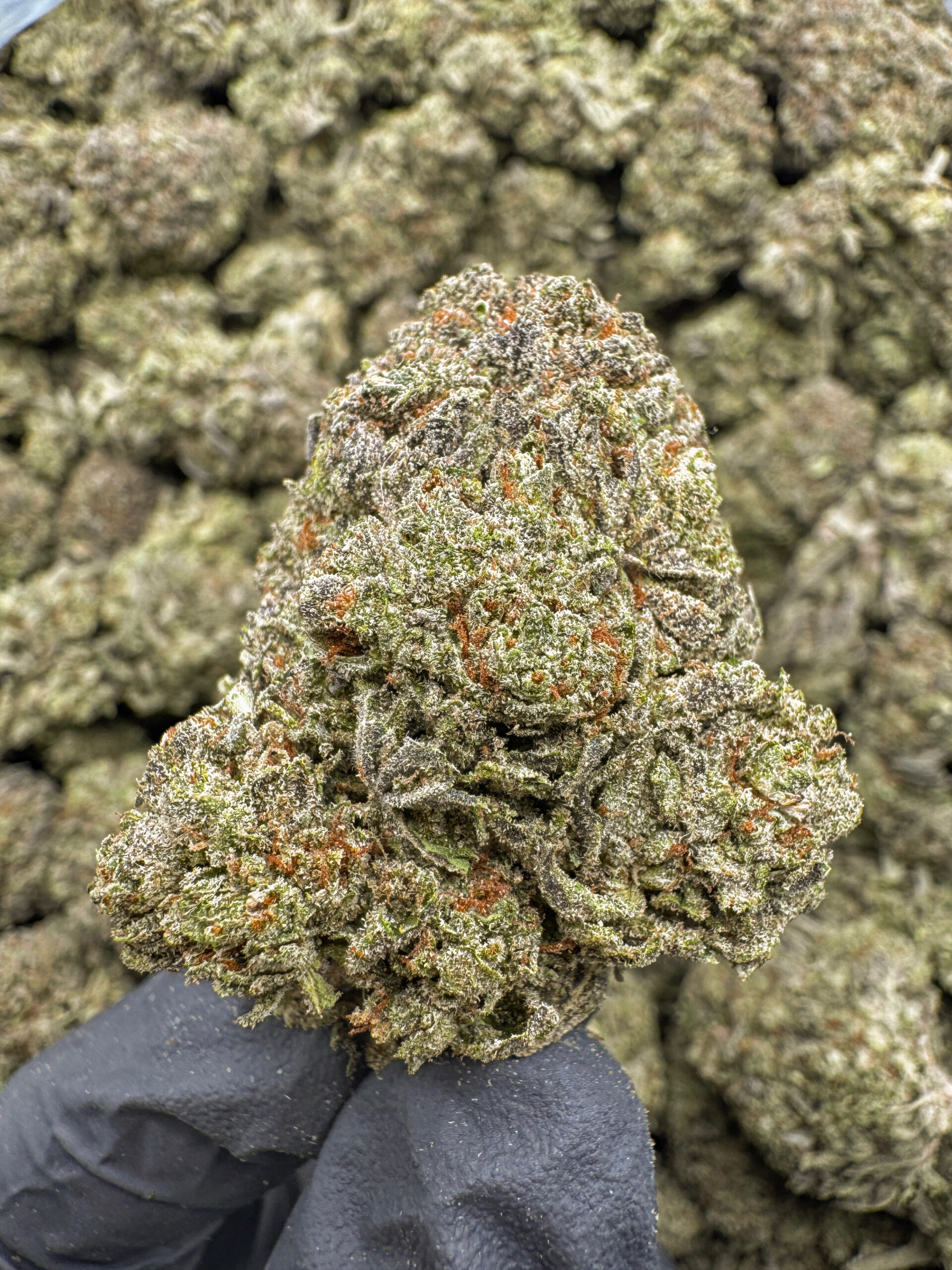 Willy Wonka (S) 41%